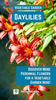 red flowers with the words, vegetable garden daylilies