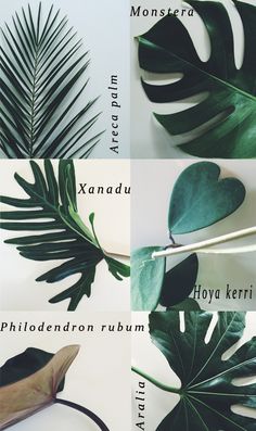 four different types of leaves are shown in this collage with the names of them