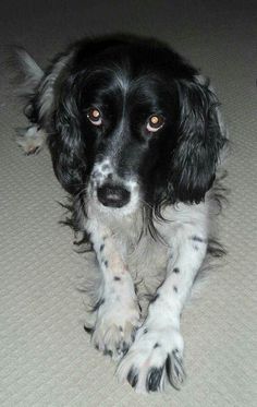 a black and white dog laying on the floor