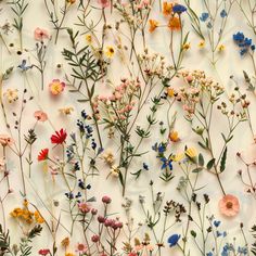 an array of wildflowers and daisies on a white background with blue, pink, yellow, orange, and green stems