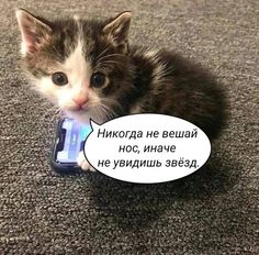 a small kitten sitting on the floor with a cell phone in its mouth and an empty speech bubble above it