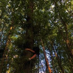 a woman climbing up the side of a tall tree in a green forest with lots of trees around her