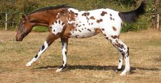 a brown and white horse standing on top of a dry grass field