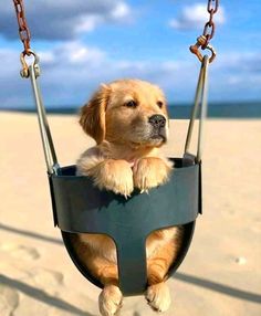 a dog is sitting in a swing at the beach