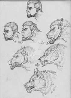 some sketches of wolf heads with different facial expressions