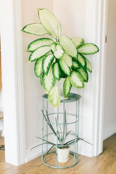 a green plant sitting on top of a metal stand