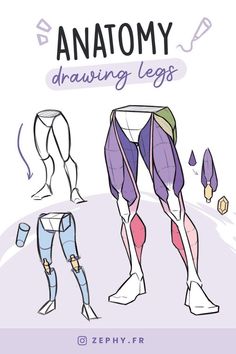 anatomy drawing legs by zechy f r