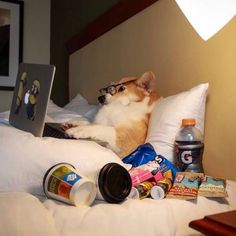 a dog laying on top of a bed in front of a laptop computer next to a pile of food