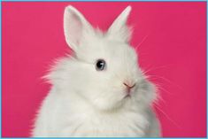 a white rabbit sitting on top of a pink background