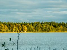 a large body of water surrounded by trees