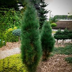 some very pretty green trees in a garden