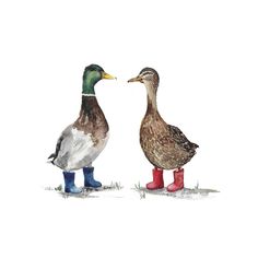 two ducks are standing next to each other