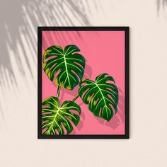 two green leaves on a pink background in a black frame with the shadow of a palm tree