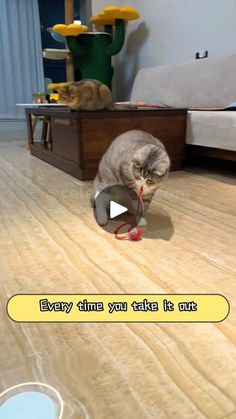 a cat playing with a toy on the floor