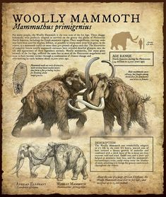 the woolly mammoths have long tusks and large tusks