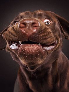 a brown dog with it's mouth open and eyes wide open, looking at the camera