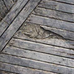 a bird standing on top of a wooden deck