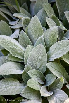 a close up view of some green leaves