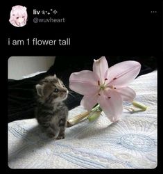 a small kitten standing next to a pink flower