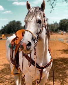 a white horse wearing a bridle and reins standing in the dirt on a sunny day