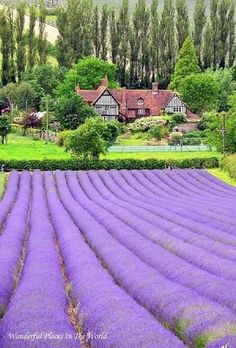 lavender field with the words how to grow lavender in front of it and an image of a house