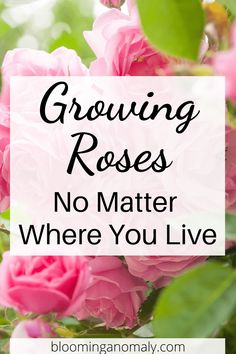 pink roses with the words growing roses no matter where you live