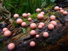 a group of pink mushrooms growing on a tree branch