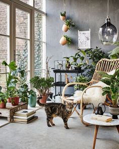 a cat is standing in the middle of a room with potted plants on it