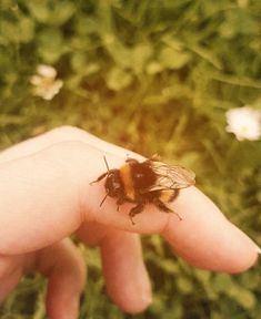 a close up of a person's hand with a bee on it