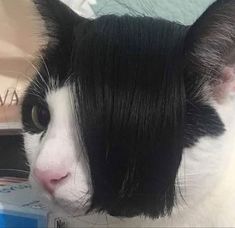 a black and white cat with long hair on it's head looking at the camera