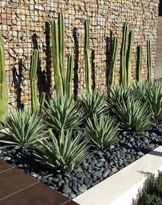 some very pretty cactus plants in front of a stone wall with rocks and grass on it