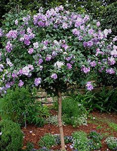 a tree with purple flowers in the middle of a flower bed and shrubbery around it