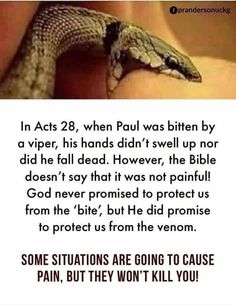 a person holding a snake in their hand with the caption that reads, in acts 28 when paul was bitten by a viper, his hands didn't