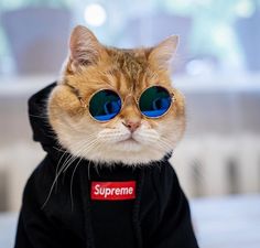 an orange cat wearing blue sunglasses and a black hoodie with the supreme logo on it