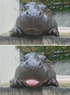 a hippopotamus laying on the ground with its tongue hanging out