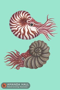 Children's marine life illustrated book "How The Sea Came To Be" Nautilus Illustration, Fossil Illustration, Geology Illustration, Marine Life Illustration, Evolution Artwork, Shell Illustration, Natural History Illustration, History Illustration, Life Illustration