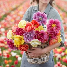 a woman holding a basket full of colorful flowers in a flower field with rows of tulips behind her