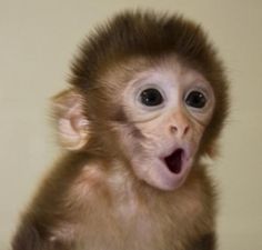 a small monkey with its mouth open and it's tongue out