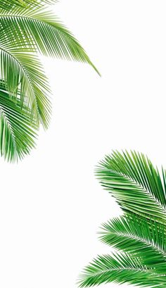 green palm leaves against a white background