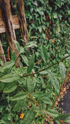 a green leafy tree next to a wooden fence with water droplets on the leaves