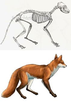 two different views of the same animal skeleton