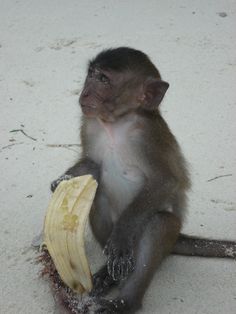 a monkey sitting on the ground eating a banana