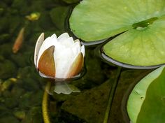 a white waterlily floating on top of green leaves