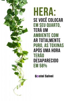 Tenha pelo menos uma dessas plantas em sua casa porque são verdadeiras ‘bombas de oxigênio’ – GosteiSalvei Magia Das Ervas, Natural Magic, Plant Book, House Plants Decor, Plant Mom, Plant Lady, Good Energy, Balcony Garden