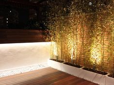 an outdoor area with bamboo plants and lights