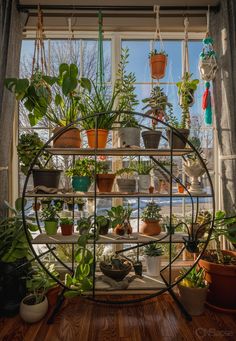 a shelf filled with potted plants in front of a window