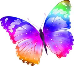 a colorful butterfly on a white background