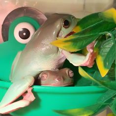 a frog sitting on top of a green potted plant