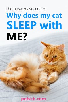 an orange cat laying on top of a bed with the caption, why does my cat sleep with me?