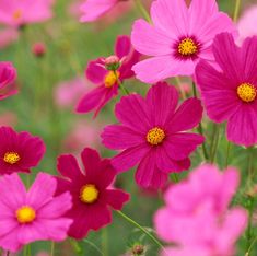 pink flowers with yellow centers in a field